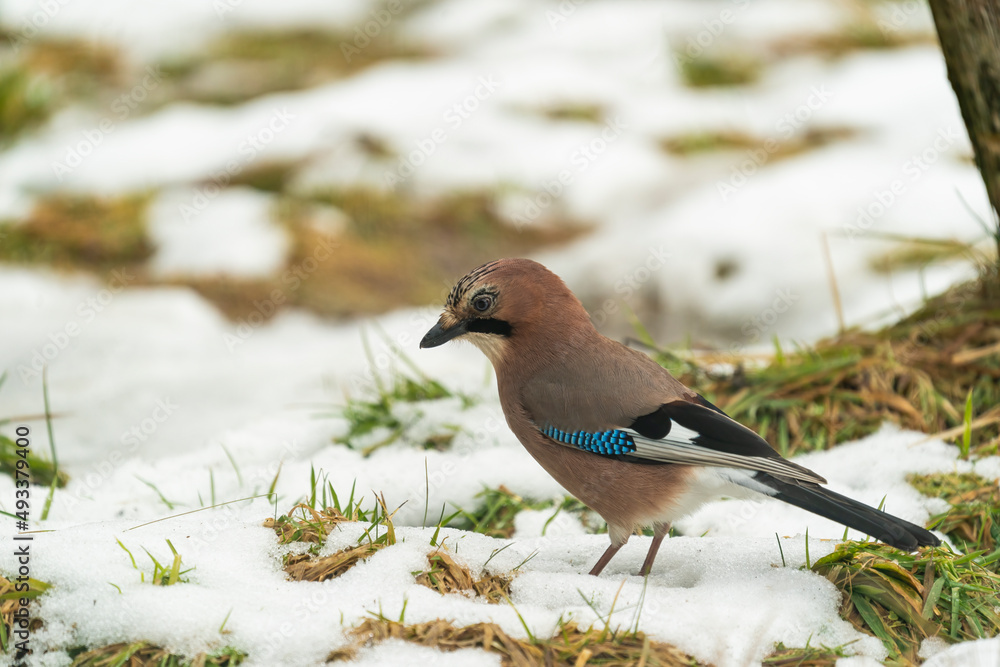 Eurasian Jay In The Snow Eurasian Jay In The Snow