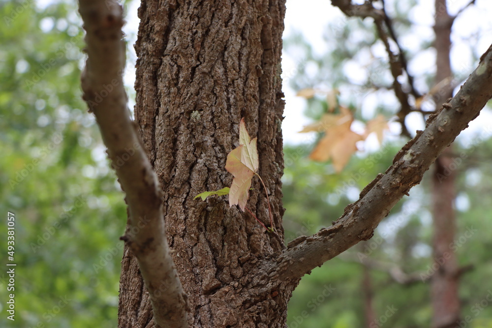 A close look at a red maple leaf on a maple tree. Maple tree trunk. A close look at a red maple leaf on a maple tree. Maple tree trunk.
