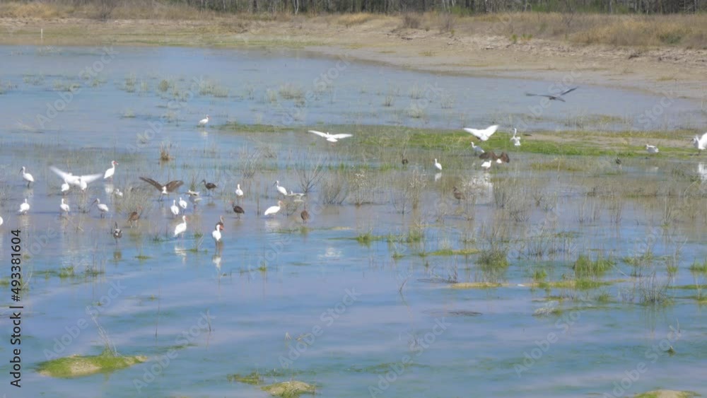 white flock of birds in a swamp flying away white flock of birds in a swamp flying away