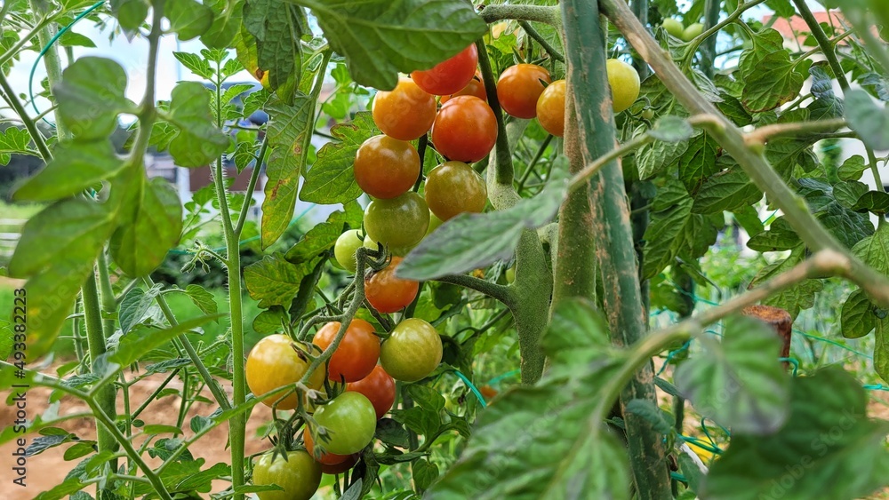 Cherry tomatoes growing on the tree.  Organic and fresh cherry tomatoes.  Ripe and red cherry tomatoes.  Unripe green tomatoes.