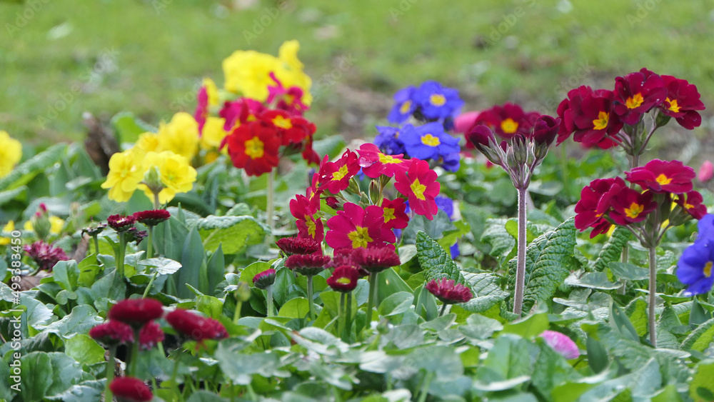 Beautiful mix of colourful Primroses in flowerbed in spring