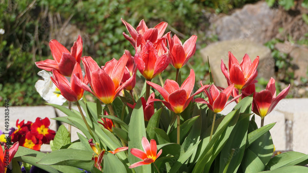 Beautiful mix of colourful Tulips in walled Garden Beautiful mix of colourful Tulips in walled Garden