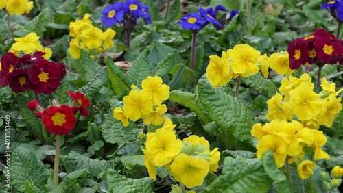 Beautiful mix of colourful Primroses in flowerbed in spring