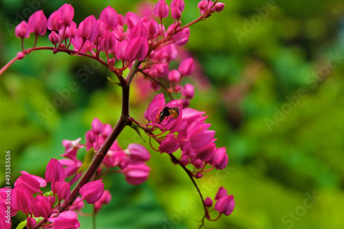 Pink tiny flowers in a rainy season