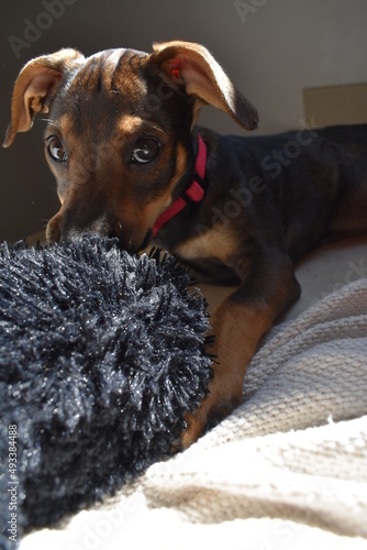 Dog