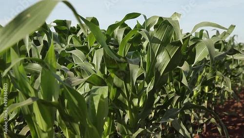 Siembra aerea verde