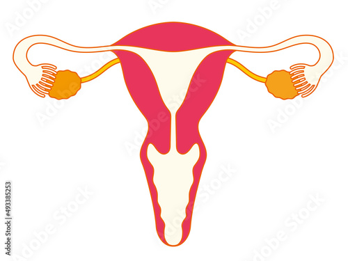 子宮と卵巣のメディカルイラスト、カラフル