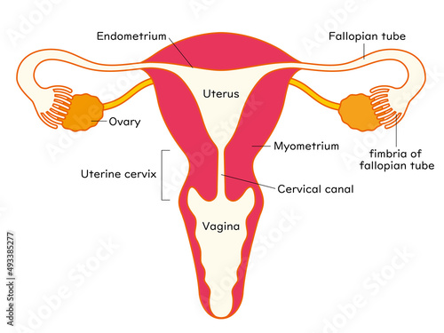 子宮と卵巣のメディカルイラスト、英語の名前入り
