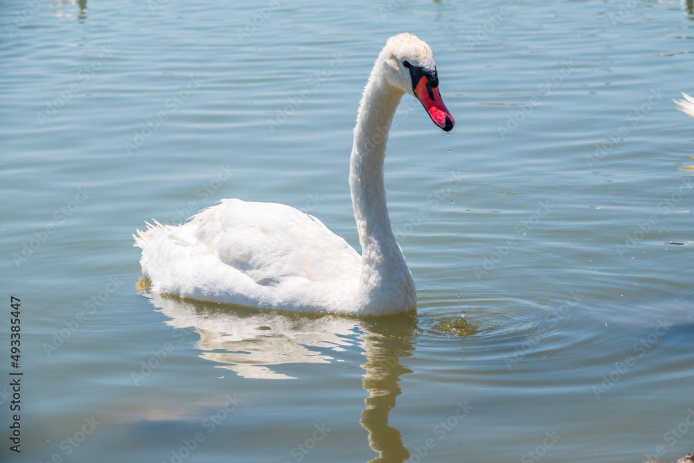 Graceful white Swan swimming in the lake, swans in the wild. Portrait of a white swan swimming on a lake. Graceful white Swan swimming in the lake, swans in the wild. Portrait of a white swan swimming on a lake.