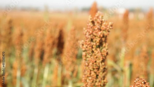 Espiga de Sorgo primer plano