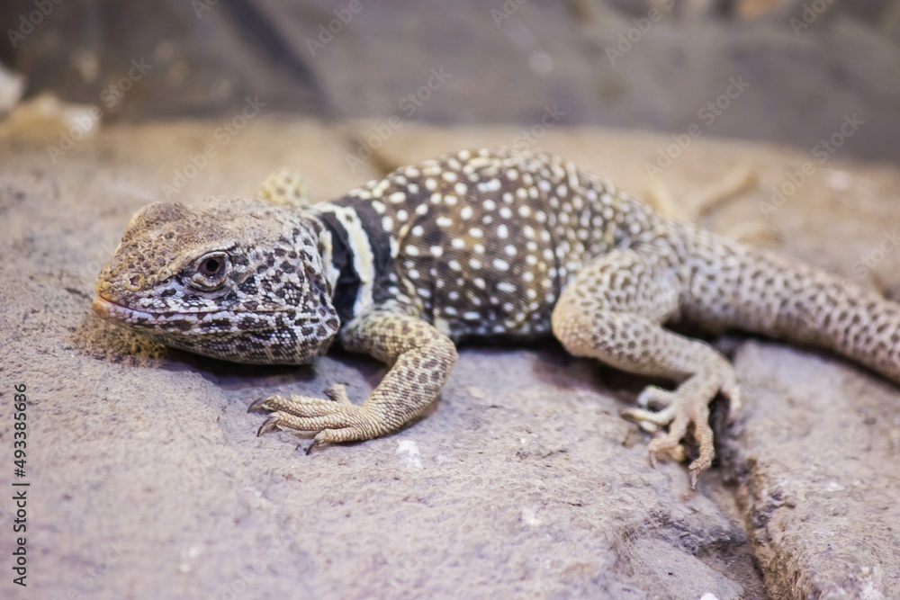 Desert Collared Lizard Desert Collared Lizard