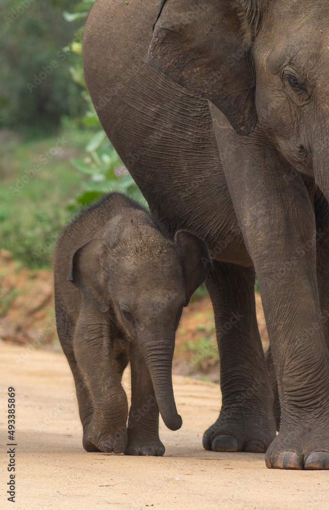 Elephant calf and mother; Baby elephant walking; Baby elephant in the wild; Wild elephants; Elephant baby and mom; baby elephant; Elephant herd from Yala National Park, Sri Lanka	