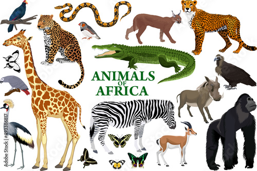 Wild african animals set with zebra  python  leopard  vulture  grey parrot  gorilla  butterflies  giraffe  warthog  cheetah  crocodile  caracal  turaco  gazelle  crowned crane