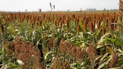 Campo siembra sorgo campo mexicano