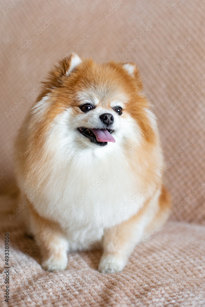 Cute pomeranian dog lies on the bed in the room. Funny little fluffy pet.