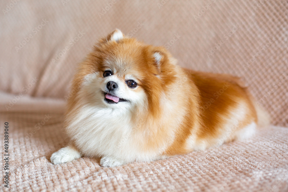 Cute pomeranian dog lies on the bed in the room. Funny little fluffy pet. Cute pomeranian dog lies on the bed in the room. Funny little fluffy pet.