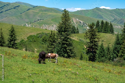 Grazing cow in green mountains background. Mountain valley landscape. Nature farming. Agriculture  farmland background.