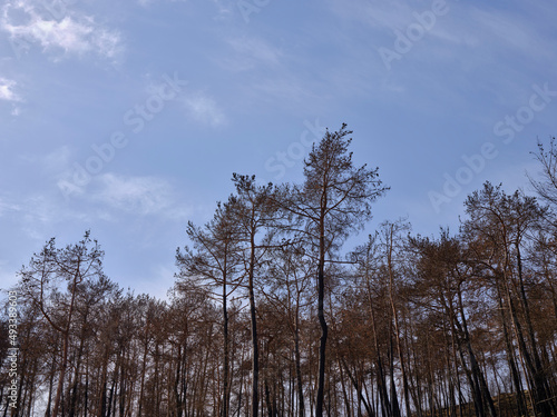 image of a forest after a fire
