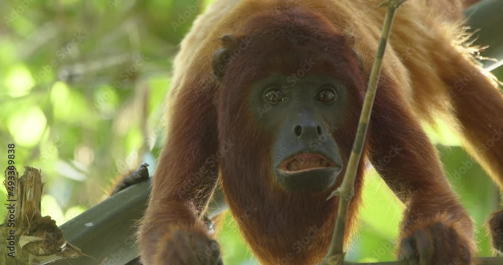 Amazon howler monkey climb tree branch and yawn towards camera - static medium Amazon howler monkey climb tree branch and yawn towards camera - static medium