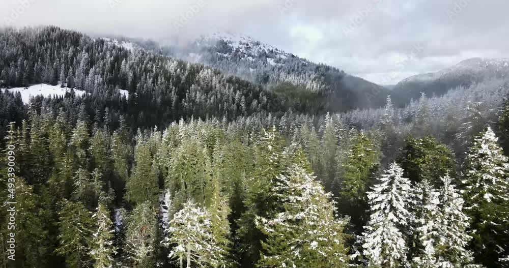 Aerial shot of a dense forest in Oregon Aerial shot of a dense forest in Oregon