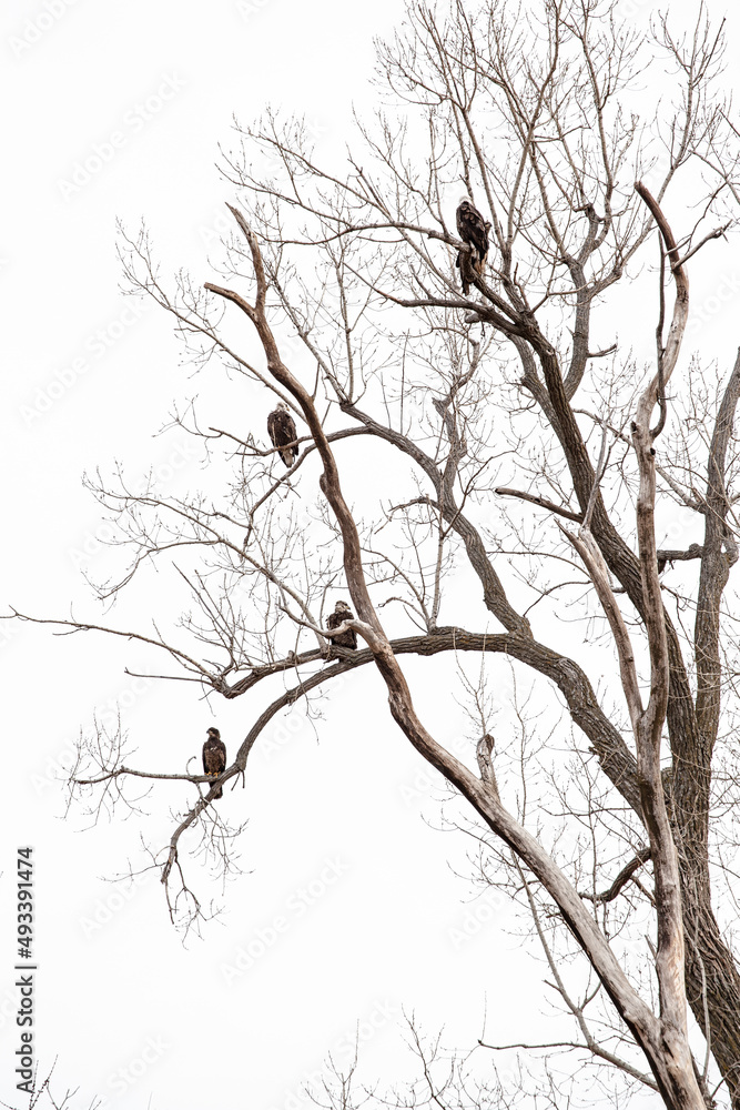 Obraz premium Bald eagles at Loess Bluffs National Wildlife Refuge