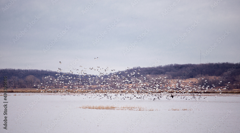 Snow geese at Loess Bluffs National Wildlife Refuge. Snow geese at Loess Bluffs National Wildlife Refuge.