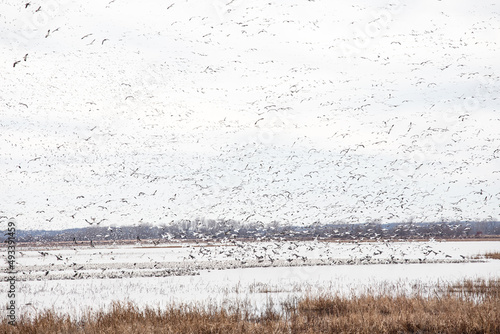 Snow geese at Loess Bluffs National Wildlife Refuge.