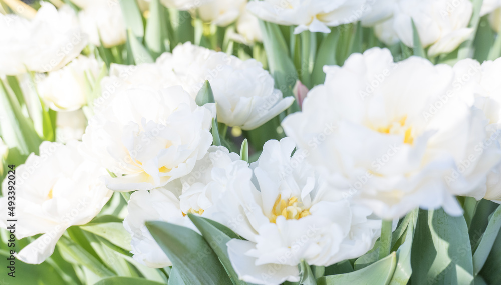 Background of white open tulips with green leaves.