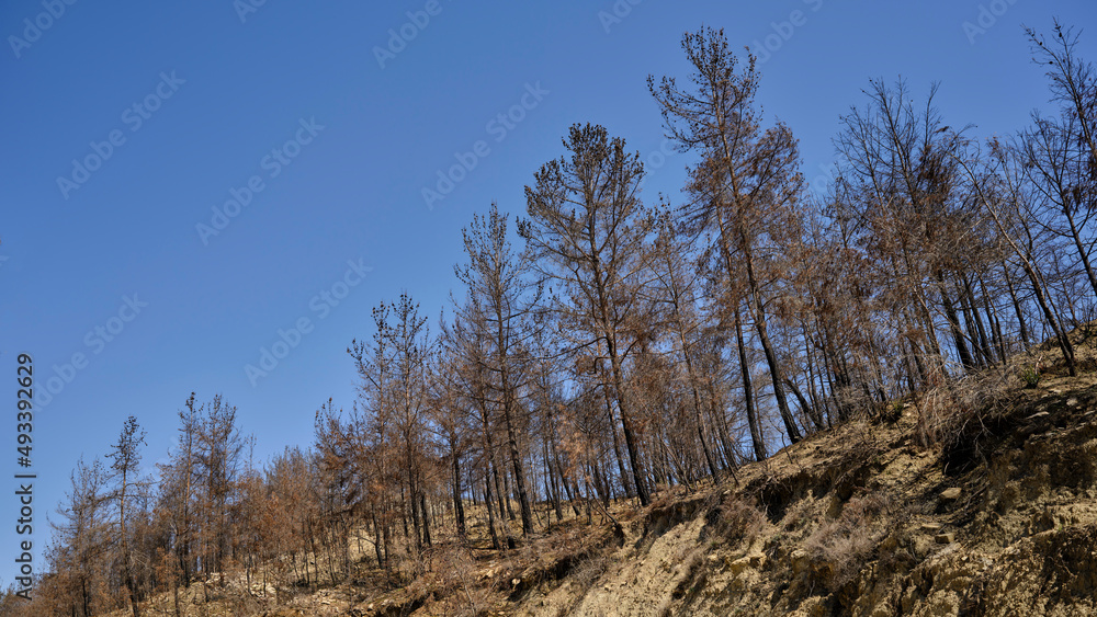 burnt trees in the forest