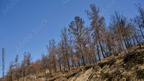 burnt trees in the forest