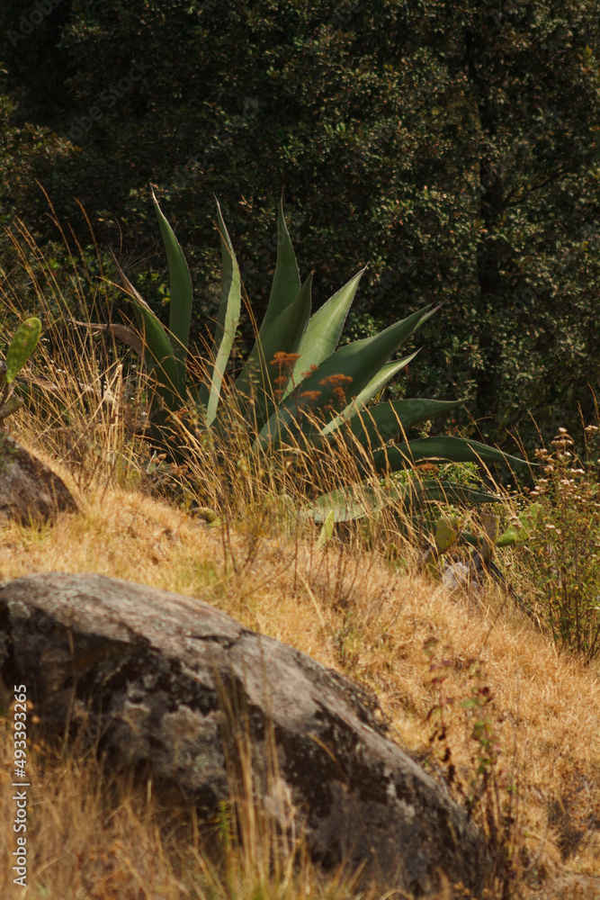moss covered rocks with a Mexican agave moss covered rocks with a Mexican agave