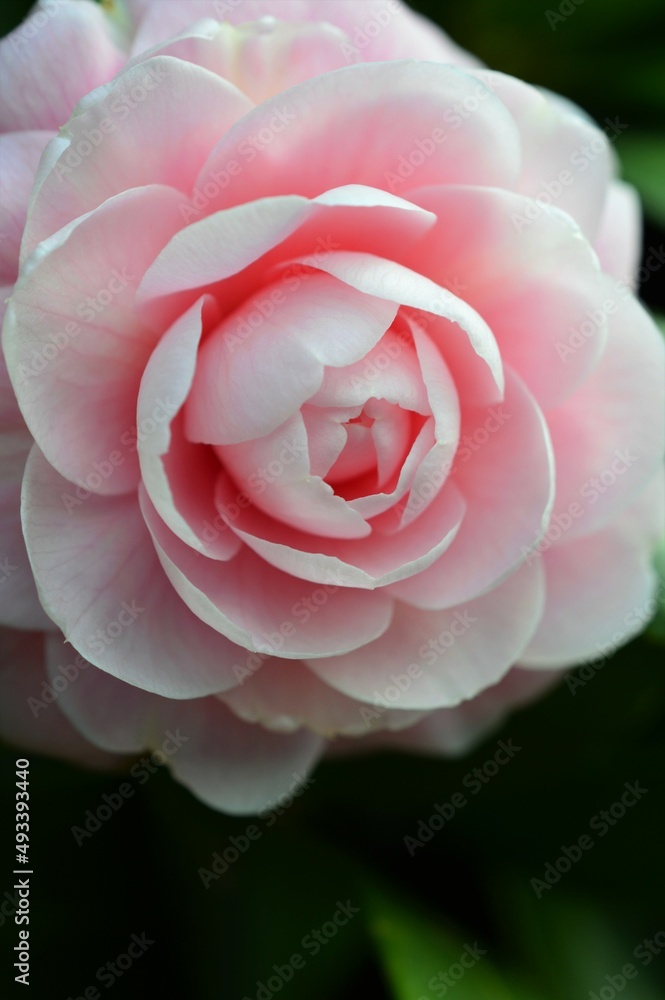 乙女椿 (おとめつばき) Camellia japonica var. decumbens cv. Otometsubaki アップ 乙女椿 (おとめつばき) Camellia japonica var. decumbens cv. Otometsubaki アップ