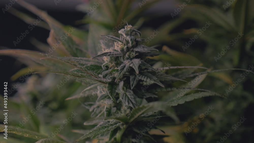 mature marijuana cannabis ready for harvest for legal THC CBD medical edibles fixed angle to stabilized slow pan up dark moody mature marijuana cannabis ready for harvest for legal THC CBD medical edibles fixed angle to stabilized slow pan up dark moody