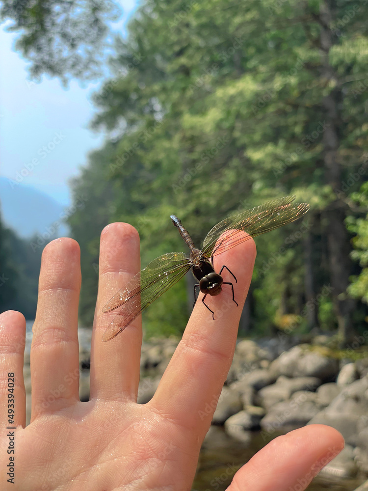 Fototapeta premium hand holding a dragonfly on a river in Canada