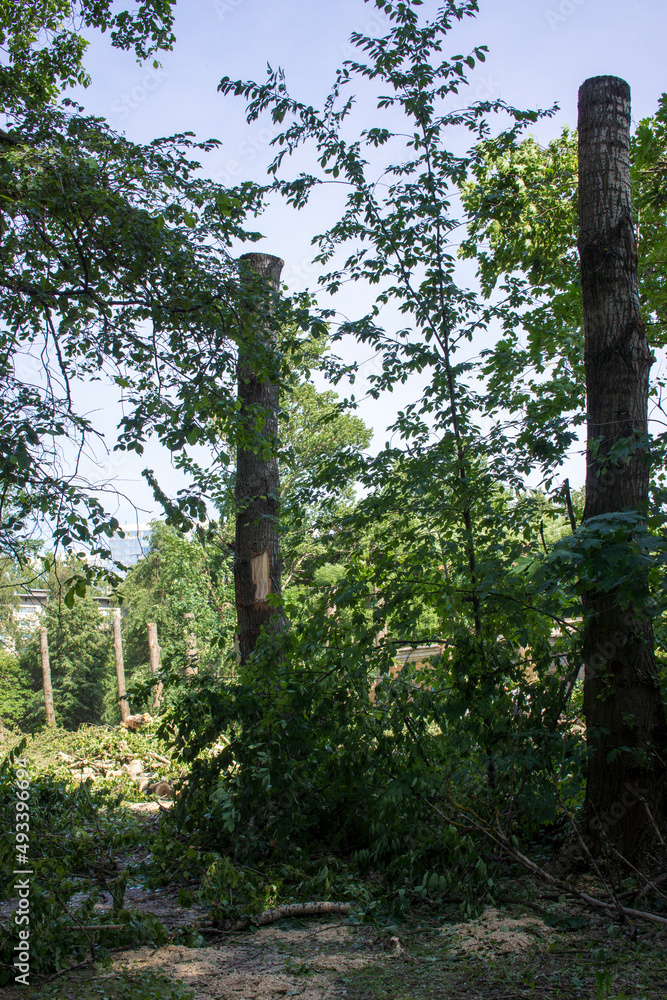 Fototapeta premium pruning trees. Slaughter of a poplar. Seasonal pruning of trees in the city park service.
