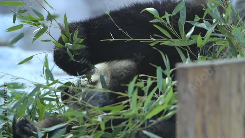 Panda enjoy eating bamboo leaves in morning breakfast, 4k high quality video photo