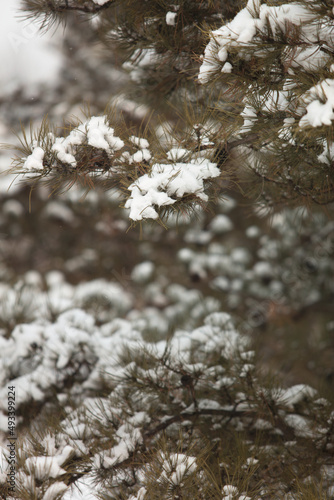 The snow on pine branches in winter