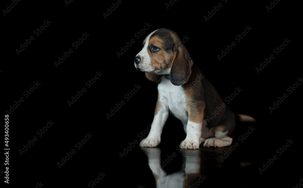 One puppy on a black background.
