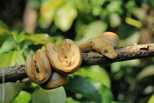 The yellow reticulated python (Malayopython reticulatus) is a python species native to South and Southeast Asia.