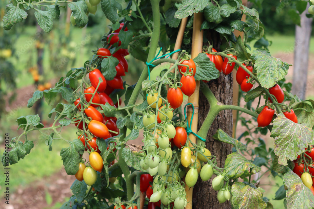 Downy mildew on cherry tomato plant. Cherry tomatoes plant with disease