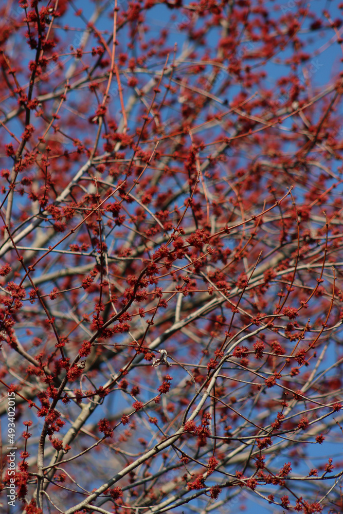 Close-up of red female flowers of Silver maple or creek maple against blue sky. Acer saccharinum Close-up of red female flowers of Silver maple or creek maple against blue sky. Acer saccharinum