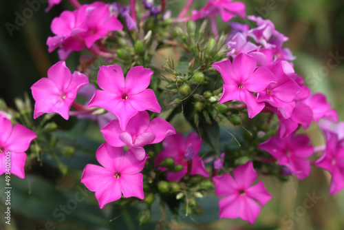 Close-up of pink Phlox flowers in the garden on summer season on a sunny day