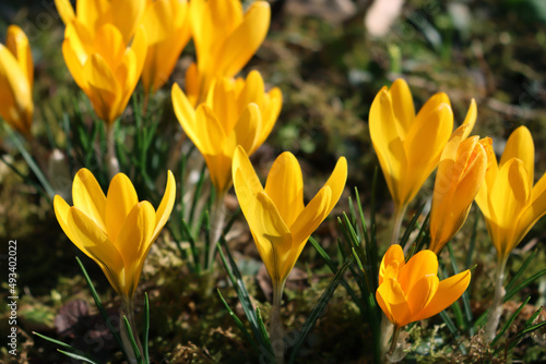 Yellow crocus flowers in bloom in the garden on early springtime