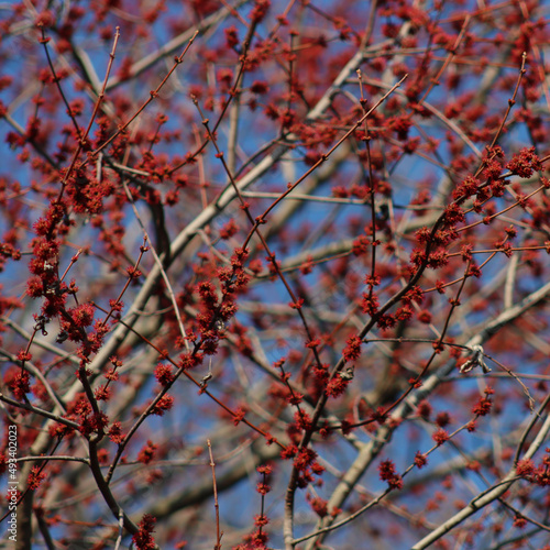 Close-up of red female flowers of Silver maple or creek maple against blue sky. Acer saccharinum