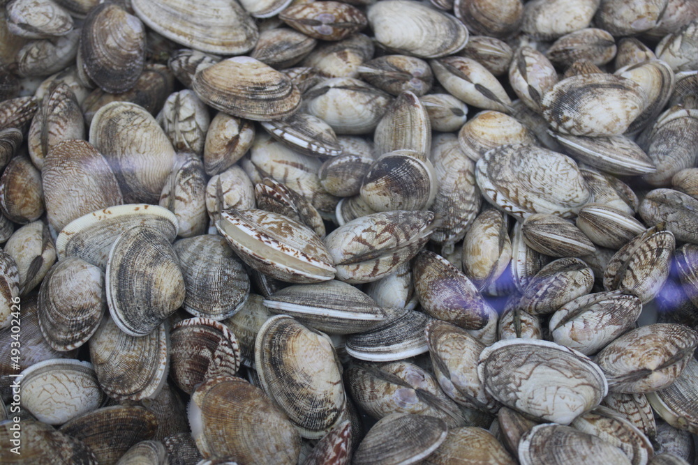 Fresh clams in seafood market