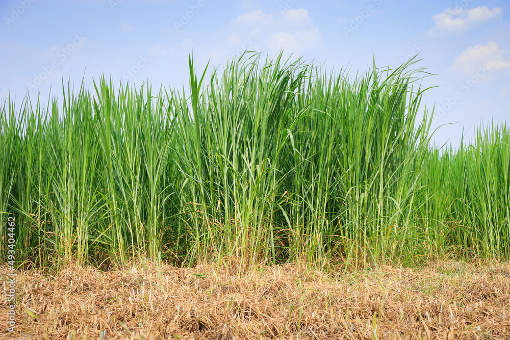 Napier Grass (pennisetum purpurerum) Fodder Grass Cultivation Stock