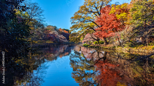 autumn trees reflected in water