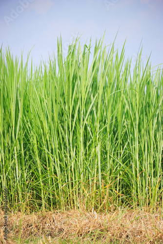 Napier Grass (pennisetum purpurerum) Fodder Grass Cultivation