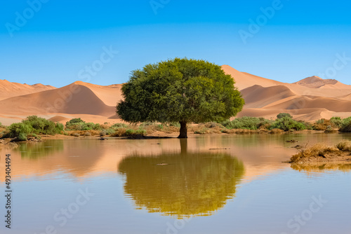 Namibia, reflection of the dunes in the Namib desert photo