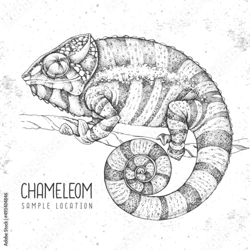  Hand drawing chameleon illustration. Graphic art. Vector illustration